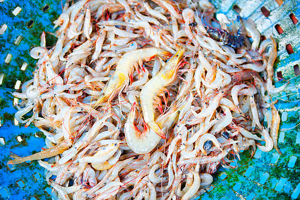 istock Freshly Caught Shrimp in Kochi, India 517902044