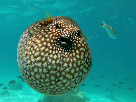 Scuba diving with a puffer fish, Moorea island french Polynesia