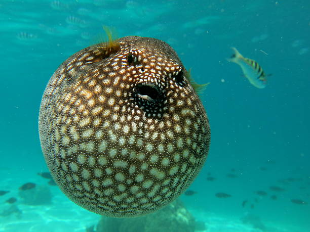 Puffer fish Scuba diving with a puffer fish, Moorea island french Polynesia balloonfish stock pictures, royalty-free photos & images