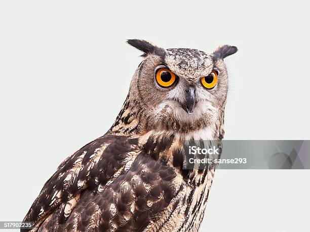 Eagle Owl Stock Photo - Download Image Now - Animal, Animal Body Part, Animal Head