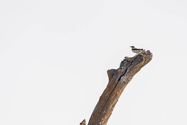 istock Bird on dry branch of dead tree 517903088