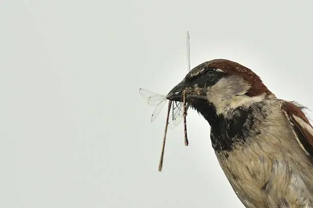 Photo of House sparrow (Passer domesticus) with damselflies in beak