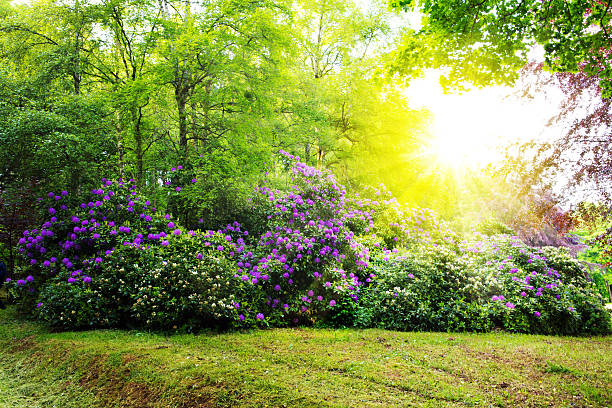 istock Rhododendron Bushes and sun. 517903684