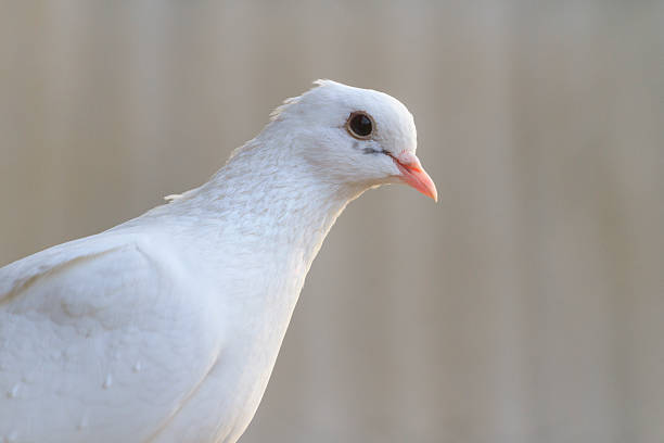 White homing pigeon portrait on a background slate roof