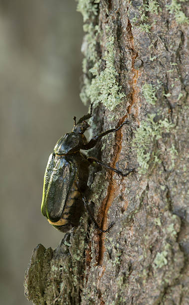 istock Hermit beetle, Osmoderma eremita on linden wood 517904766