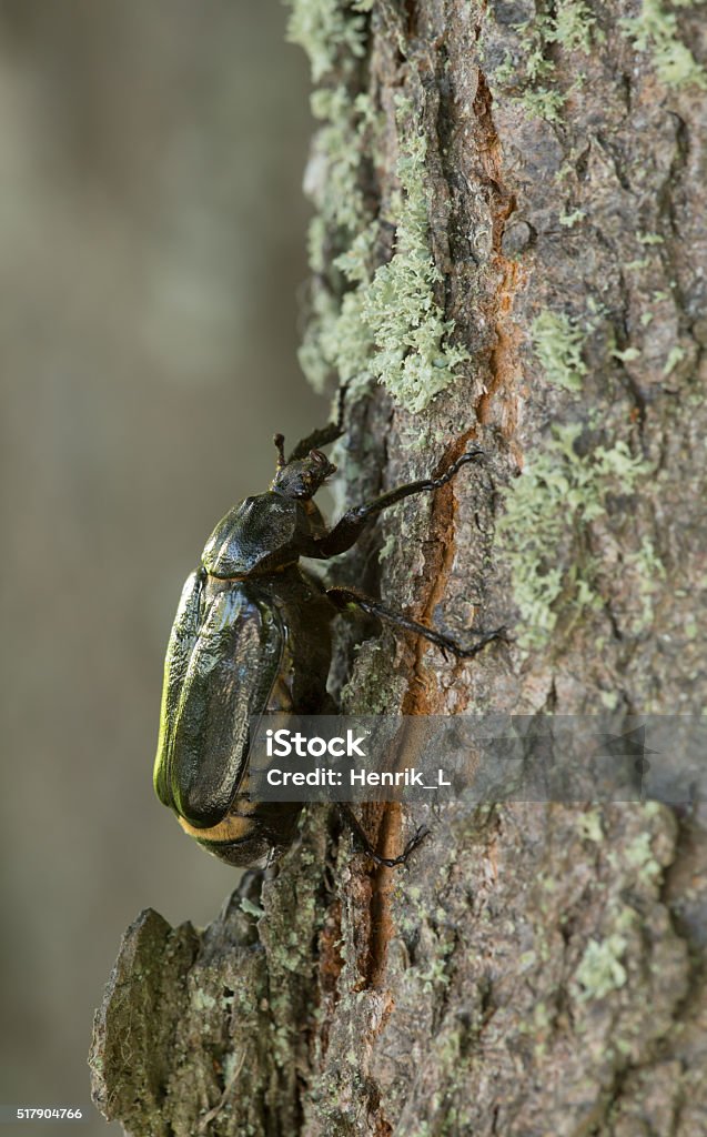Hermit beetle, Osmoderma eremita on linden wood Digital photo of a hermit beetle, Osmoderma eremita on linden wood. This beetle of the Scarabaeidae family is rare and protected in Sweden.  Beetle Stock Photo