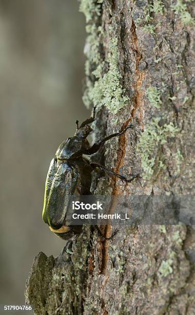 Hermit Beetle Osmoderma Eremita On Linden Wood Stock Photo - Download Image Now - Beetle, Animal, Arthropod