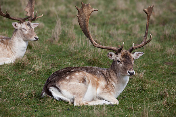 istock Deer stags lies on the grass 517904848