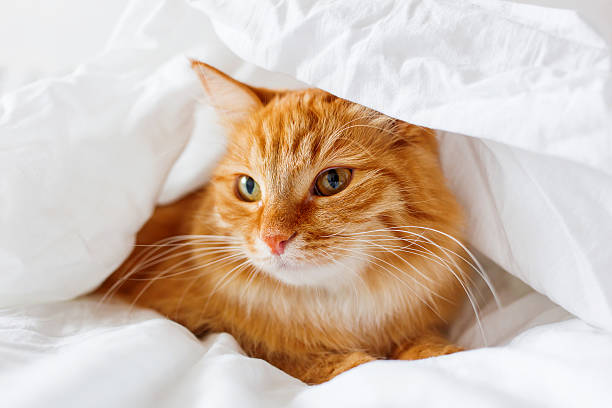 istock Ginger cat lies on bed. Fluffy pet hides under blanket. 517905256