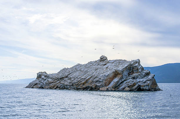 istock Rock in middle of Baikal lake and seagull nesting 517905762