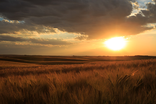 The sunsets on a summer evening on a dry farm in Teton Valley, Idaho.