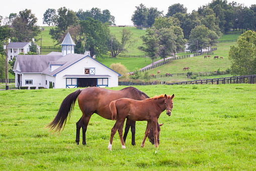 Mare with her colt on pastures of horse farms. Country summer landscape.