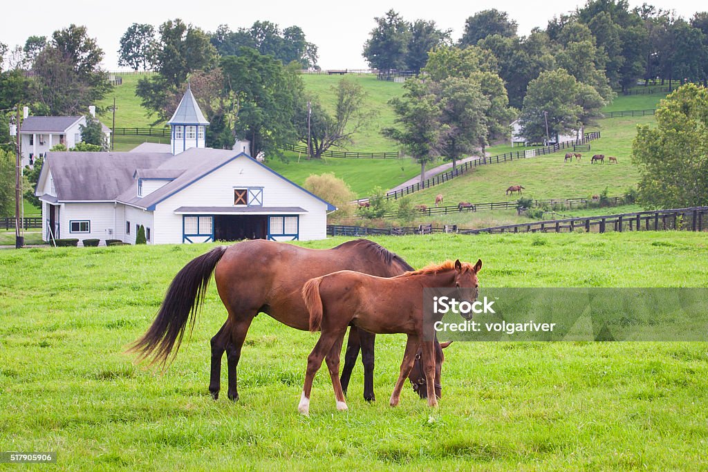 Mare with her colt on pastures of horse farms. Mare with her colt on pastures of horse farms. Country summer landscape. Horse Stock Photo