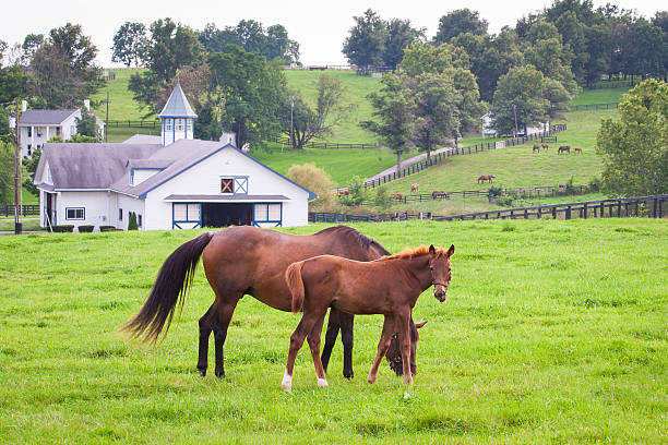 Mare with her colt on pastures of horse farms. stock photo