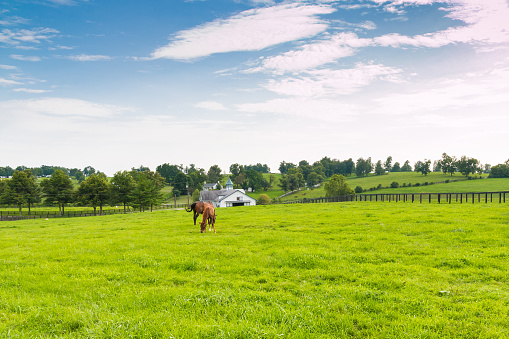 Green pastures of horse farms. Country summer landscape.