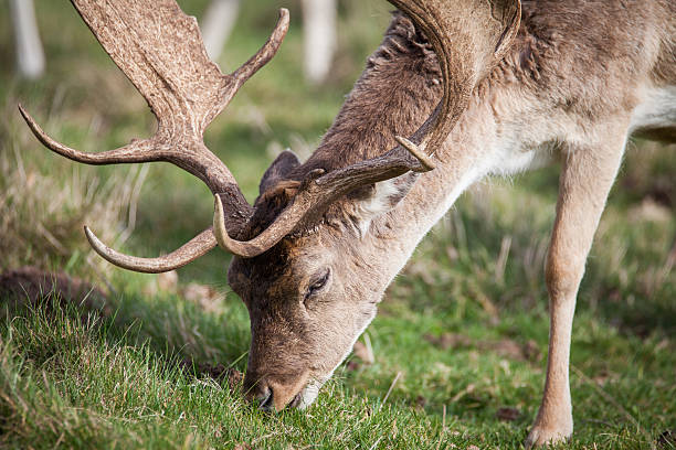 istock Deer Head With Antlers eating grass 517906312