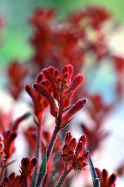 istock Anigozanthos - Kangaroo Paw Flowers 517906480