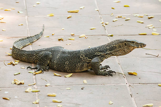 istock Water monitor lizard 517907046