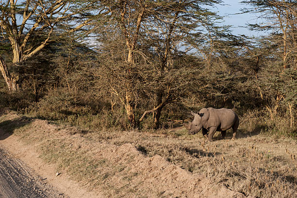 nosorożce - rhinoceros savannah outdoors animals in the wild zdjęcia i obrazy z banku zdjęć