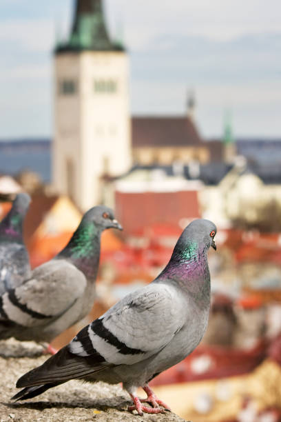 istock Pigeons in old Tallinn 517924723