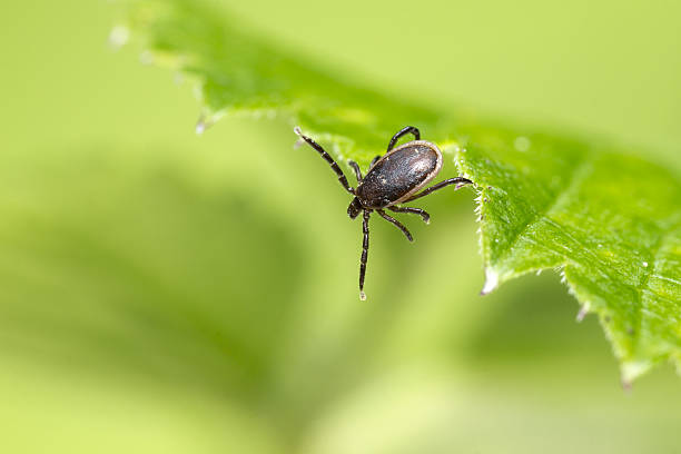 istock The Sheep Tick, Ixodes persulcatus 517924911