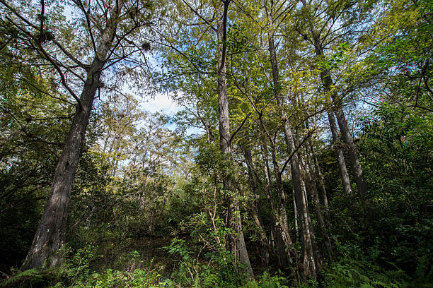 istock Florida Cypress Swamp Trees 517925473