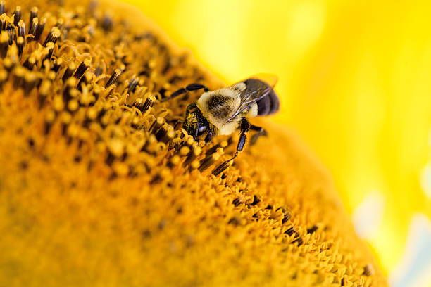 istock Honey bee on a sunflower 517925529
