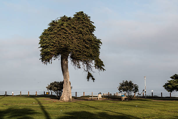 Lone Monterey Cypress tree at Ellen Browning Scripps Park in La Jolla, California. 