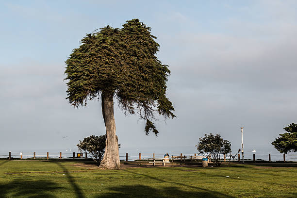 árvore cipreste solitária monterey em la jolla, califórnia - cypress tree tree isolated monterey - fotografias e filmes do acervo