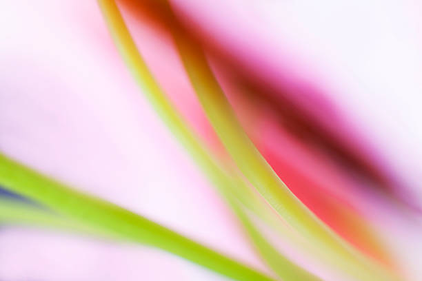 istock Lily macro edge of flower 517925827