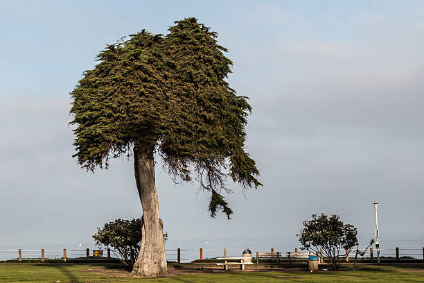 cipresso di monterey ultimo sopravvissuto al scripps parco a la jolla - cypress tree tree isolated monterey foto e immagini stock