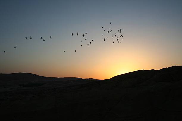 istock Birds migrate together at night in dispersed flocks 517926361