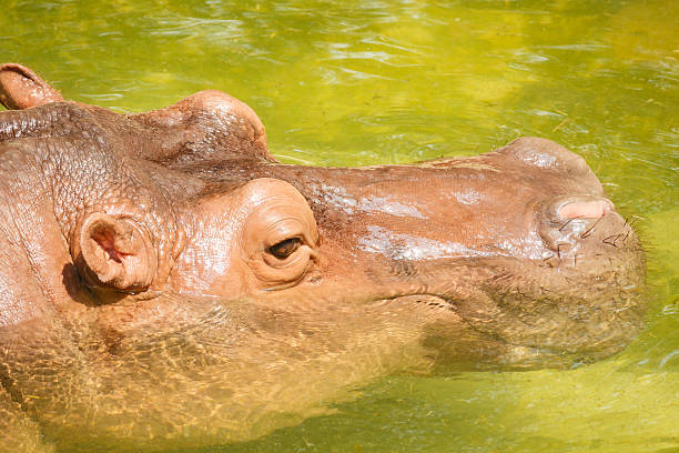 istock Hippopotamus submerged in water 517926512