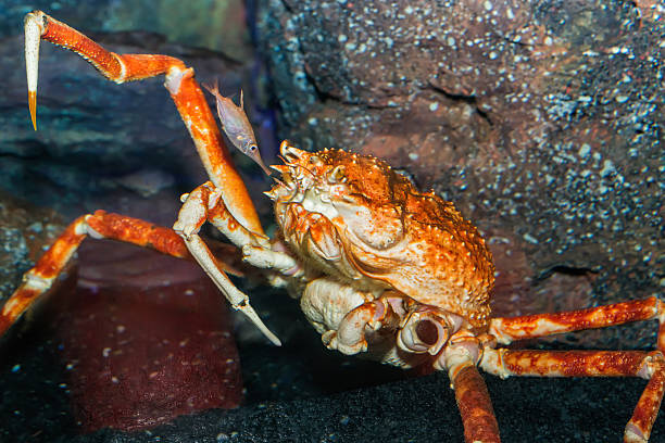 istock Giant Japanese spider crab 517926765