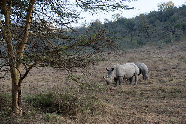 nosorożce - rhinoceros savannah outdoors animals in the wild zdjęcia i obrazy z banku zdjęć