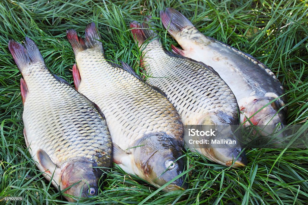 freshwater carp on the grass carp Brown Stock Photo