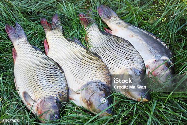 Freshwater Carp On The Grass Stock Photo - Download Image Now - Brown, Carp, Deep