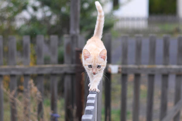 One cute cat resting on roof outdoors