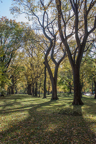 istock Trees in Central Park, New York 517927756
