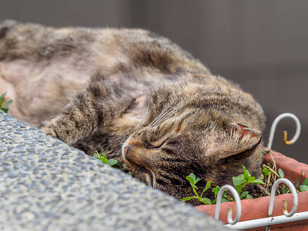 istock cute cat in the Taiwan 517928378