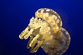 seeanemone.jpg?b=1&s=170x170&k=20&c=bXxmOzlI6hYDsOmgln9Al4bB-R6Z_RTZ05vWjcl0FO8=