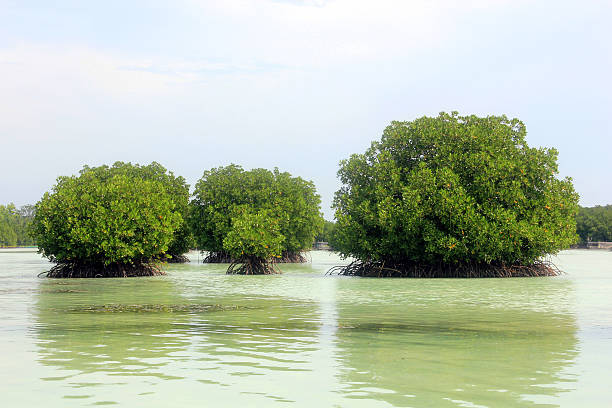 istock Mangrove forest on the beach 517928759
