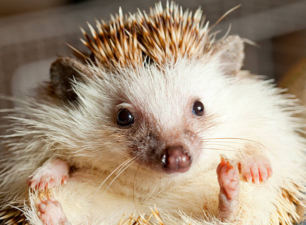 Stock photo showing close-up view of an European hedgehog (Erinaceus Europaeus) sniffing the ground in search of food pellets put out for it to feed on in a domestic back garden. This wild animal is feeding outside a hedgehog house on a garden rug in the early evening sunshine.