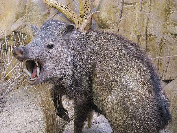 Javelina Angry Boar Porco Pecari Fangs - fotografia de stock