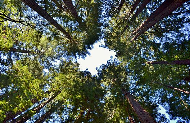 istock Redwood Trees at Muir Woods 517929945