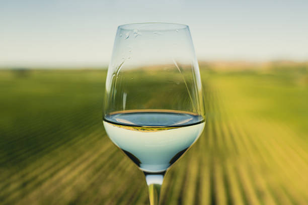 Wine glass at a vineyard stock photo