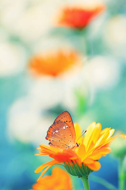 istock Butterfly on flower in meadow 517930568