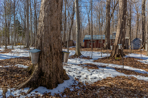 Sap of Maple trees to produce maple syrup in a sugar shack in Quebec, Canada