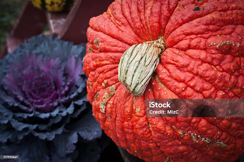 Pumpkin and Kale orange, bumpy pumpkin on its side with ornamental, purple kale Bumpy Stock Photo