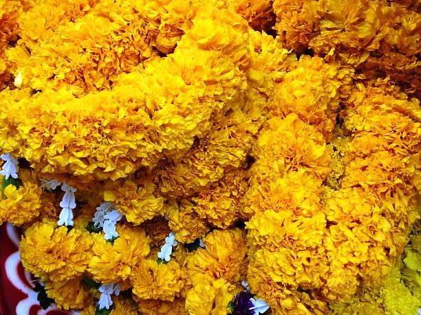 istock Yellow Marigold Flower (Golden Flower) Garland 517930888